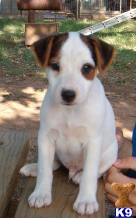 Jack Russell Terrier Puppies